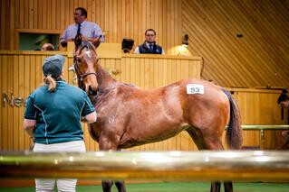 Lot 83 (Tivaci x Sitting on a Hill) was the equal highest price Lot, selling for $95,000. 